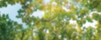 Meteo pollen et allergie aujourd'hui