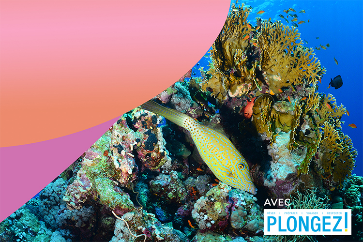 Dossier Spécial Plongée